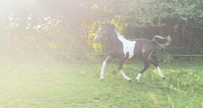 Deutsches Reitpony Stute in schöner Optik, Sarah Schmitz-Sontowski, Konie na sprzedaż, Wirges, Image 5