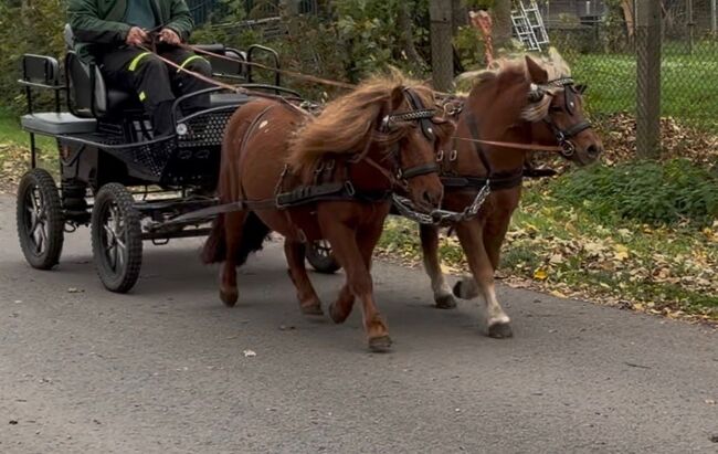 Shetlandpony Stute, Christian Blosfeld, Konie na sprzedaż, Sangerhausen 