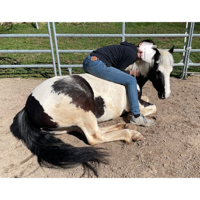 Pony-Stute, Jahrgang 2019, Stockmass 1.25m, Andrea Malzach, Konie na sprzedaż, Grindel, Image 2