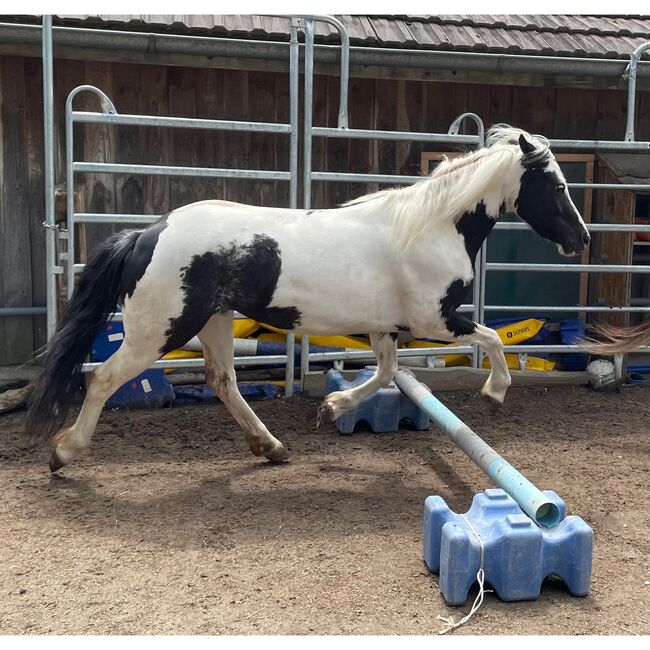 Pony-Stute, Jahrgang 2019, Stockmass 1.25m, Andrea Malzach, Konie na sprzedaż, Grindel