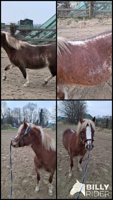 Welsh Pony Stute sucht neue Aufgabe, ISPA - Iberische Sportpferde Agentur (ISPA - Iberische Sportpferde Agentur), Konie na sprzedaż, Bedburg, Image 5