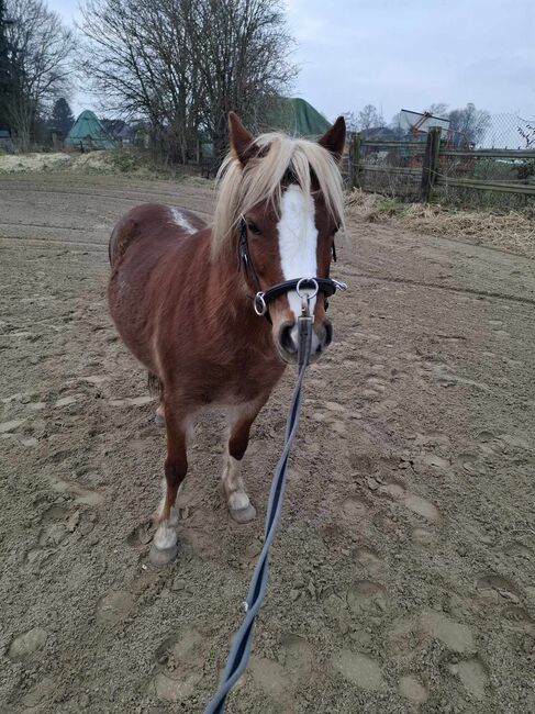 Welsh Pony Stute sucht neue Aufgabe, ISPA - Iberische Sportpferde Agentur (ISPA - Iberische Sportpferde Agentur), Konie na sprzedaż, Bedburg, Image 4