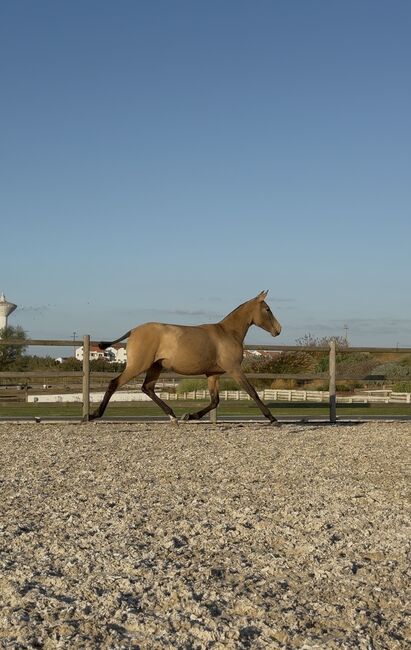 Lusitano Mare Bay, Alexandra Santos 🇵🇹, Konie na sprzedaż, Peniche 