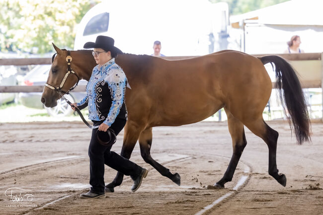 Paint Horse Stute Emilie, Franziska Kittl, Konie na sprzedaż, Thalgau, Image 4