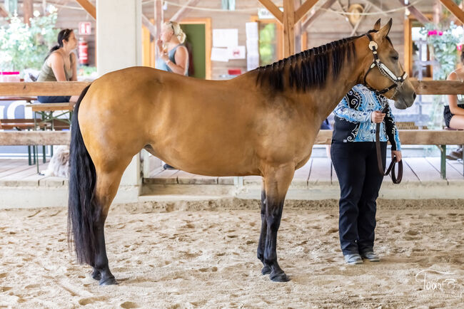 Paint Horse Stute Emilie, Franziska Kittl, Konie na sprzedaż, Thalgau, Image 3