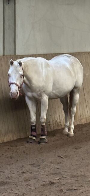 Paint Horse Stute, Gunnerenkelin, Platz vor Preis, Reining, Natalie , Konie na sprzedaż, Oberderdingen, Image 2