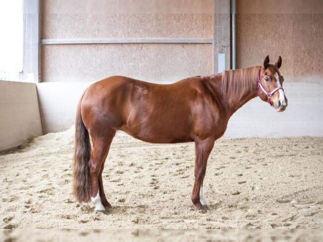 Paint Horse Stute (Zuchstute/Freizeitpferd), Julia Rödel, Konie na sprzedaż, Schwarzenbach a. Wald