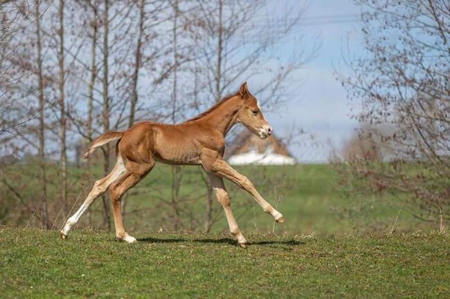 Paint Horse Stute (Zuchstute/Freizeitpferd), Julia Rödel, Konie na sprzedaż, Schwarzenbach a. Wald, Image 2