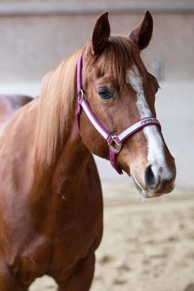 Paint Horse Stute (Zuchstute/Freizeitpferd), Julia Rödel, Konie na sprzedaż, Schwarzenbach a. Wald, Image 10