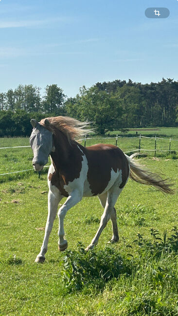 Paint Horse Stute ❤️, Astrid Croft, Konie na sprzedaż, Langlingen