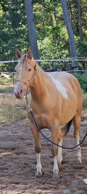 Paint Horse Stute mit Jährlingsstute in seltener Amber Champagne Tobiano Farbe, Kerstin Rehbehn (Pferdemarketing Ost), Konie na sprzedaż, Nienburg