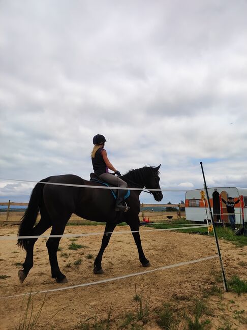 Polnische Warmblut Stute, Roxana Rockstroh , Konie na sprzedaż, Wasungen OT Öpfershausen, Image 4