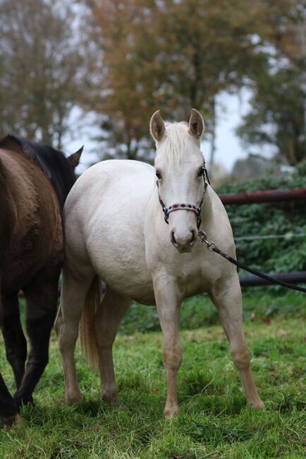 Quarter Horse Stute 1,5J. in palomino, Regina Klut , Konie na sprzedaż, Anderlingen, Image 2