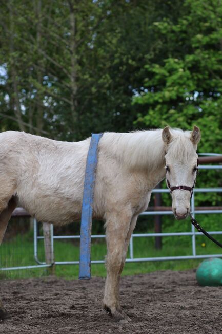 Quarter Horse Stute 1.J.palomino, super Abstammung, Regina Klut , Konie na sprzedaż, Anderlingen, Image 8