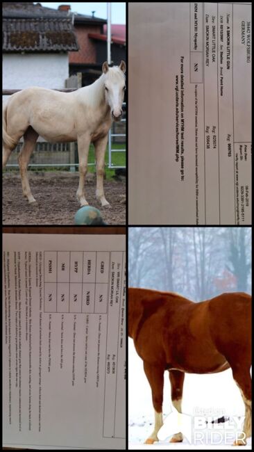 Quarter Horse Stute 1.J.palomino, super Abstammung, Regina Klut , Konie na sprzedaż, Anderlingen, Image 15