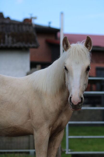 Quarter Horse Stute 1.J.palomino, super Abstammung, Regina Klut , Konie na sprzedaż, Anderlingen, Image 10