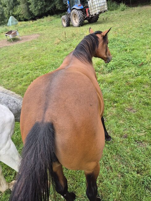Quarter Horse Stute – 15 Monate – top Nachwuchs, Isabell, Konie na sprzedaż, Heltersberg, Image 4