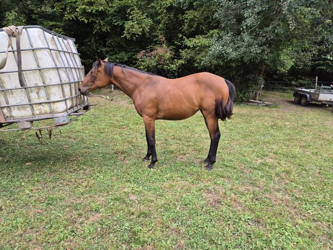 Quarter Horse Stute – 15 Monate – top Nachwuchs, Isabell, Konie na sprzedaż, Heltersberg, Image 3