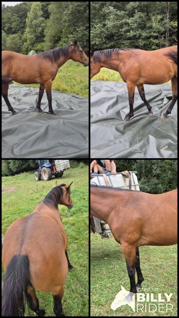 Quarter Horse Stute – 15 Monate – top Nachwuchs, Isabell, Konie na sprzedaż, Heltersberg, Image 8