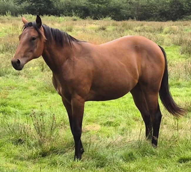 Quarter Horse Stute – 19 Monate – top Nachwuchs, Isabell, Konie na sprzedaż, Heltersberg
