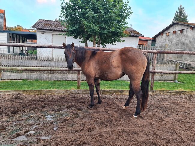 Quarter Horse Stute 2,5Jahre in der schönen Farbe Grullo, Regina Klut , Konie na sprzedaż, Anderlingen, Image 15