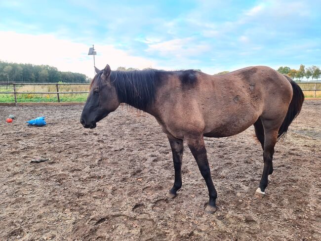 Quarter Horse Stute 2,5Jahre in der schönen Farbe Grullo, Regina Klut , Konie na sprzedaż, Anderlingen, Image 13