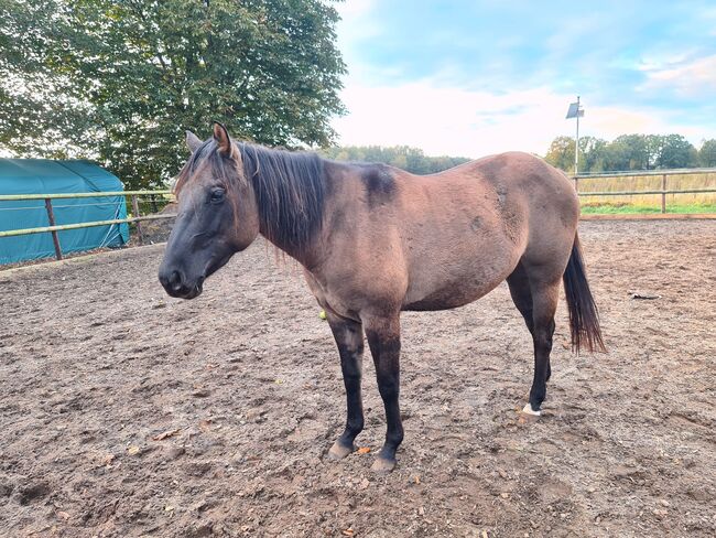 Quarter Horse Stute 2,5Jahre in der schönen Farbe Grullo, Regina Klut , Konie na sprzedaż, Anderlingen, Image 11