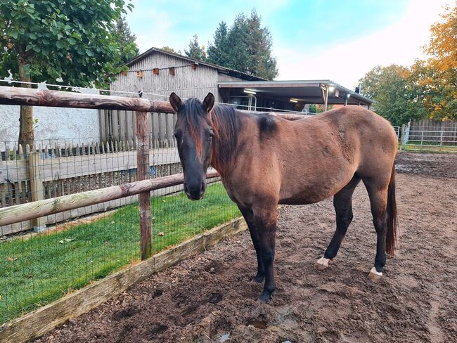 Quarter Horse Stute 2,5Jahre in der schönen Farbe Grullo, Regina Klut , Konie na sprzedaż, Anderlingen