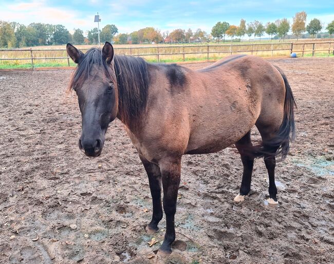 Quarter Horse Stute 2,5Jahre in der schönen Farbe Grullo, Regina Klut , Konie na sprzedaż, Anderlingen, Image 16