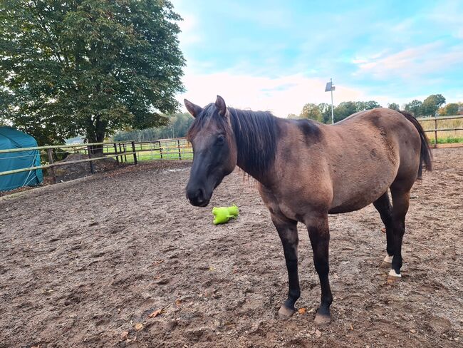 Quarter Horse Stute 2,5Jahre in der schönen Farbe Grullo, Regina Klut , Konie na sprzedaż, Anderlingen, Image 7