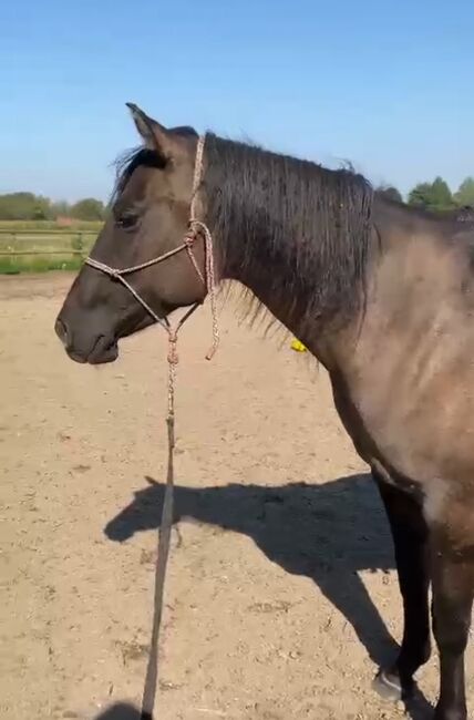 Quarter Horse Stute 2,5Jahre in der schönen Farbe Grullo, Regina Klut , Konie na sprzedaż, Anderlingen, Image 9