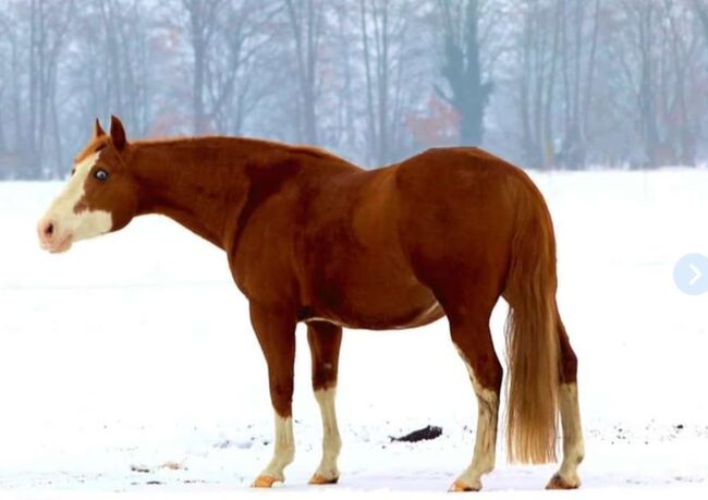 Quarter Horse Stute 2J. in palomino, Regina Klut , Konie na sprzedaż, Anderlingen, Image 3