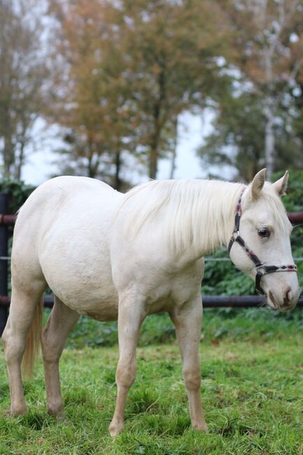 Quarter Horse Stute 2J. in palomino, Regina Klut , Konie na sprzedaż, Anderlingen, Image 5