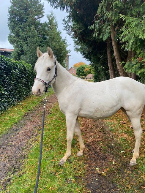 Quarter Horse Stute 2J. in palomino, Regina Klut , Konie na sprzedaż, Anderlingen, Image 6