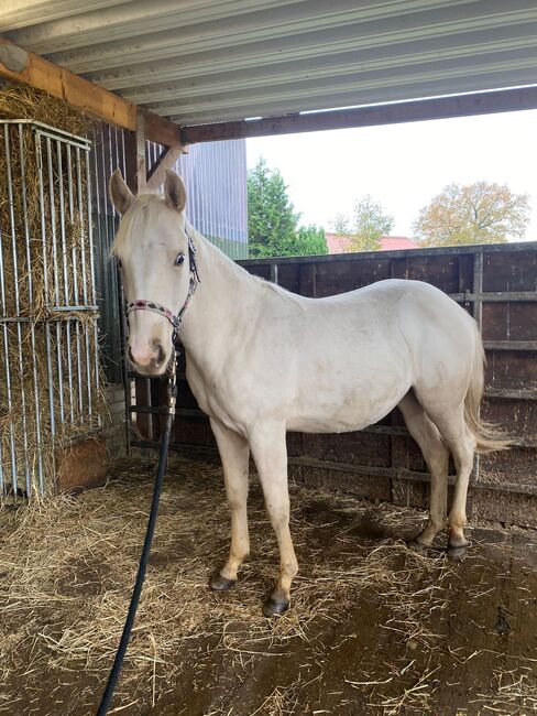 Quarter Horse Stute 2J. in palomino, Regina Klut , Konie na sprzedaż, Anderlingen, Image 8