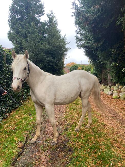 Quarter Horse Stute 2J. in palomino, Regina Klut , Konie na sprzedaż, Anderlingen, Image 9