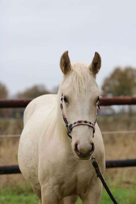 Quarter Horse Stute 2J. in palomino, Regina Klut , Konie na sprzedaż, Anderlingen, Image 10