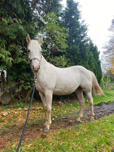 Quarter Horse Stute 2J. in palomino, Regina Klut , Konie na sprzedaż, Anderlingen, Image 11