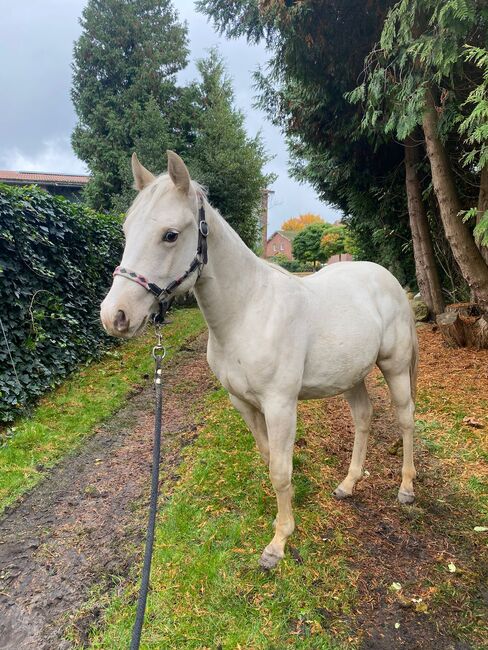 Quarter Horse Stute 2J. in palomino, Regina Klut , Konie na sprzedaż, Anderlingen, Image 13