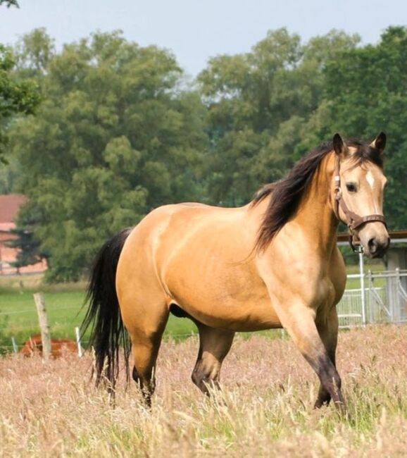 Quarter Horse Stute 2J. in palomino, Regina Klut , Konie na sprzedaż, Anderlingen, Image 14