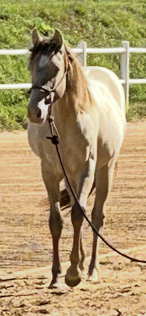 Quarter Horse Stute mit besonderer Farbe und tollem Charakter, Kerstin Rehbehn (Pferdemarketing Ost), Konie na sprzedaż, Nienburg, Image 8