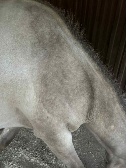 Quarter Horse Stute mit besonderer Farbe und tollem Charakter, Kerstin Rehbehn (Pferdemarketing Ost), Konie na sprzedaż, Nienburg, Image 14