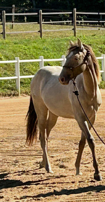 Quarter Horse Stute mit besonderer Farbe und tollem Charakter, Kerstin Rehbehn (Pferdemarketing Ost), Konie na sprzedaż, Nienburg, Image 7