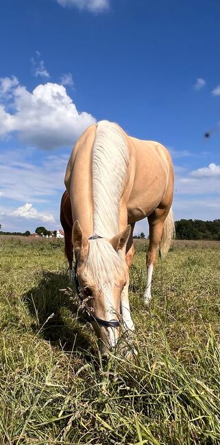 Quarter Horse Stute in Traumoptik- doppelt registriert, Kerstin Rehbehn (Pferdemarketing Ost), Konie na sprzedaż, Nienburg, Image 2