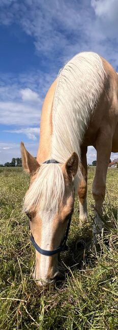 Quarter Horse Stute in Traumoptik- doppelt registriert, Kerstin Rehbehn (Pferdemarketing Ost), Konie na sprzedaż, Nienburg, Image 5