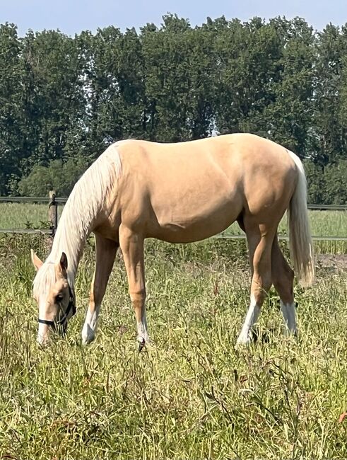 Quarter Horse Stute in Traumoptik- doppelt registriert, Kerstin Rehbehn (Pferdemarketing Ost), Konie na sprzedaż, Nienburg, Image 8