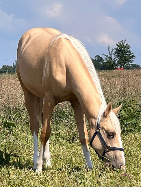 Quarter Horse Stute in Traumoptik- doppelt registriert, Kerstin Rehbehn (Pferdemarketing Ost), Konie na sprzedaż, Nienburg, Image 6