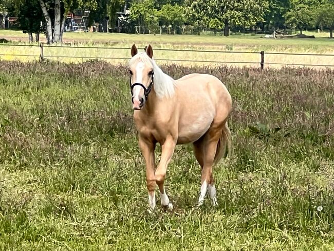 Quarter Horse Stute in Traumoptik- doppelt registriert, Kerstin Rehbehn (Pferdemarketing Ost), Konie na sprzedaż, Nienburg, Image 15