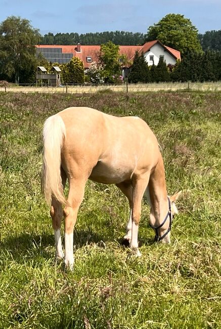Quarter Horse Stute in Traumoptik- doppelt registriert, Kerstin Rehbehn (Pferdemarketing Ost), Konie na sprzedaż, Nienburg, Image 13