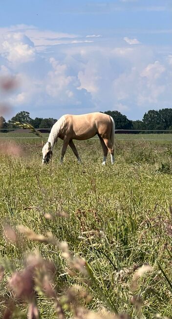 Quarter Horse Stute in Traumoptik- doppelt registriert, Kerstin Rehbehn (Pferdemarketing Ost), Konie na sprzedaż, Nienburg, Image 17